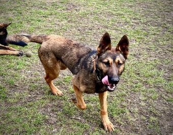 Belgický ovčák bez pp