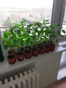 chilli paprika sazenice