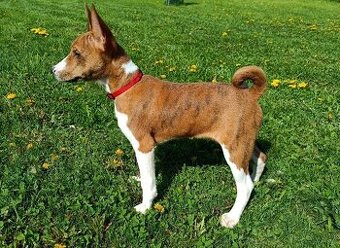Basenji - prodám štěňata bez pp - 1