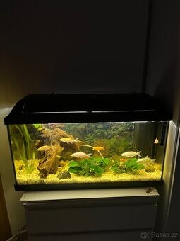 Akvárium 100l