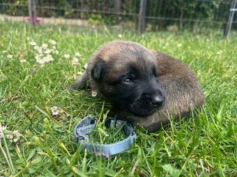 Belgický ovčák - malinois s PP