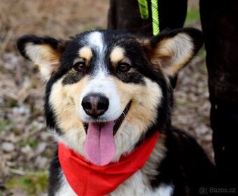 Quasita k adopci - 1 rok, hravá,aktivní, vhodná k dětem - - 1