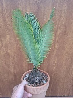 Dioon edule (cykas, palma, yucca) - 1