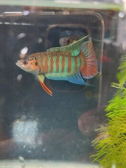 Macropodus opercularis Wild (Hongkong)