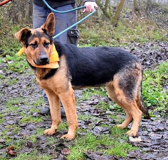 FIBI K ADOPCI - HODNÉ ZLATÍČKO, ZASLOUŽÍ SI MILUJÍCÍ RODINU