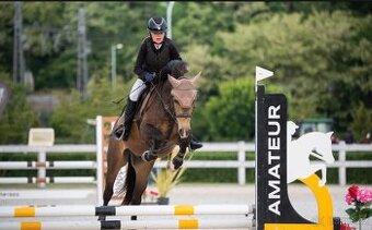 Český sportovní pony s velkým srdcem a potenciálem