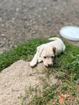 Jack Russell