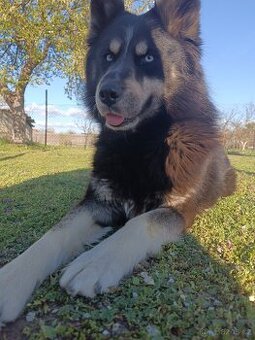 Sibiřsky husky krytí