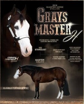 Připouštění hřebcem GRAYS MASTER H, QH