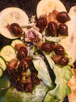 Africký šnek - Oblovka žravá