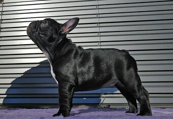 Francouzský buldoček s PP ,FCI