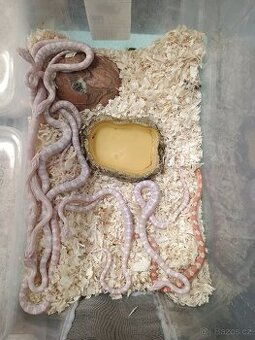 Užovka červená , pantherophis guttatus, B. f. red Kenya