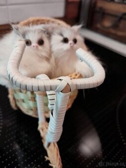 Starší dekorace kočičky