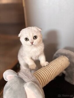 Skotská fold kočička