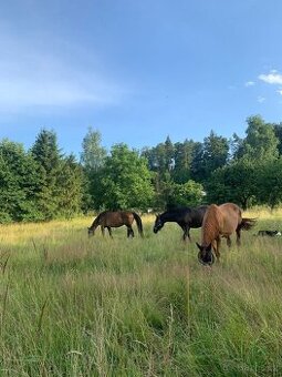 Nabízím ustájení 24/7 v Karviná - Louky