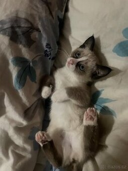 Thajsko-siamské kotě k prodeji.