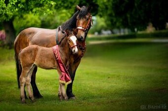 Prodam kobylku