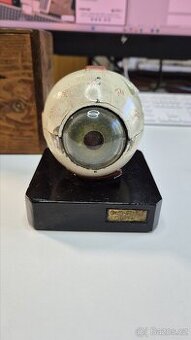 Starožitný model oka, Bock Steger, cca 1880