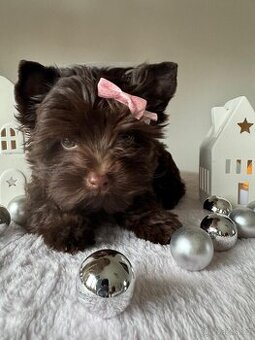 Jorkširský teriér