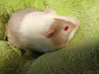 Daruji Morčátka Holky II - 1