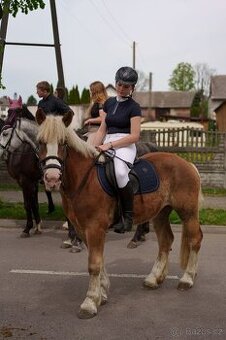 Klisna haflingského