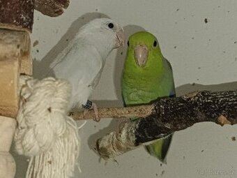 Papoušíček šedokřídlý