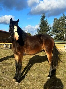 Urostlý téměř dvouletý valach