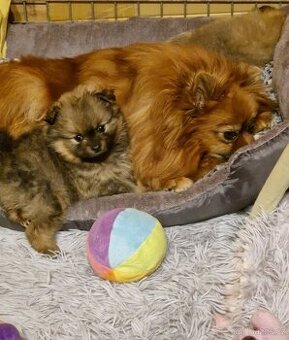 Německý špic malý s PP