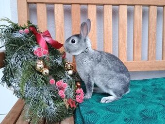 Zakrslý činčilový rex samička