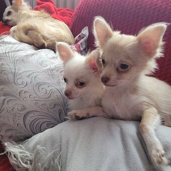 Čivava dlouhosrstá