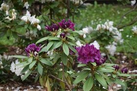 Prodej Vzrostlé Rododendrony