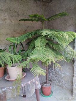 ARAUCARIA atraktivní pokojový jehličnan