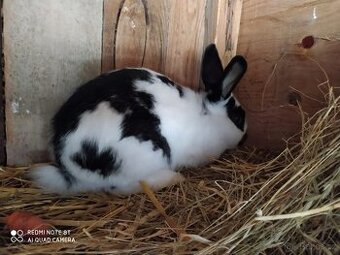 Králík