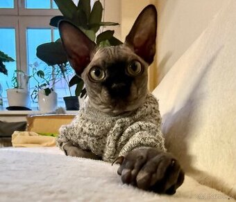 Sphynx kocourek – 10 měsíců - 1