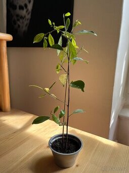 Ficus Benjamin
