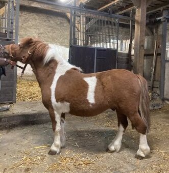 Pony hrebeček - 1