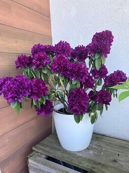 Rododendron
