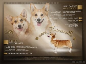 Welsh corgi pembroke
