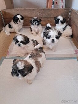 Shih-tzu, shi-tzu,shih tzu,