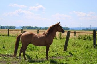 QH valach