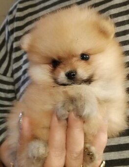 Pomeranian