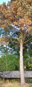 Palivové dřevo zdarma