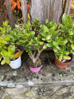 Tlustice cca 30 cm 5 let-více kusů