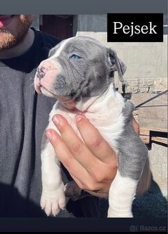 Americký stafordšírský teriér s PP - 1