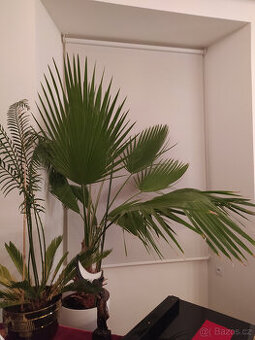 Mexická vějířová palma