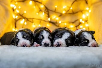 Štěňata border kolie s PP