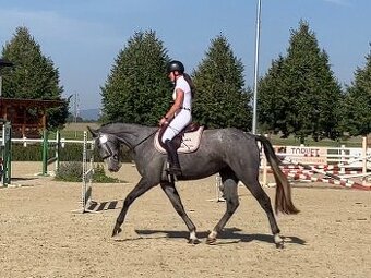 klisna po CENTO LANO ARCUS