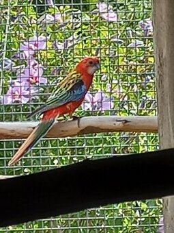 Rosela pestrá červená