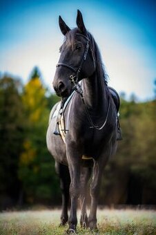 Starokladrubský kůň