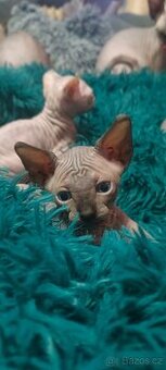Koťátka kanadského sphynxe bez PP
